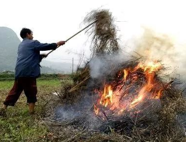 你年年都想烧的秸秆，，，，，，今年可以吃票子了！